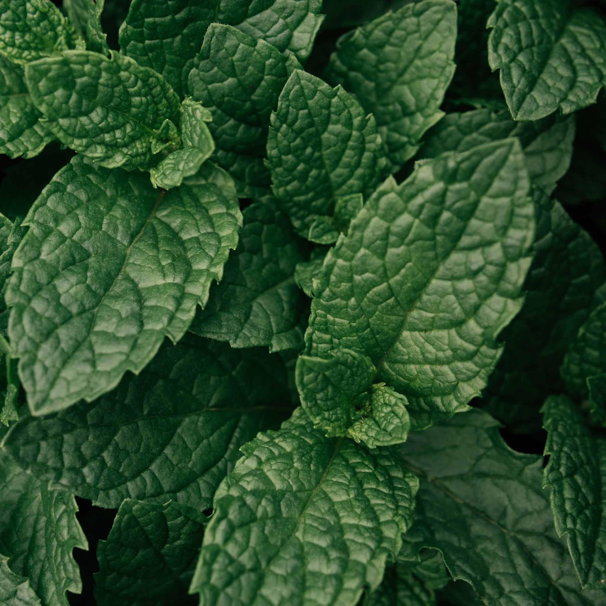 Peppermint Oil