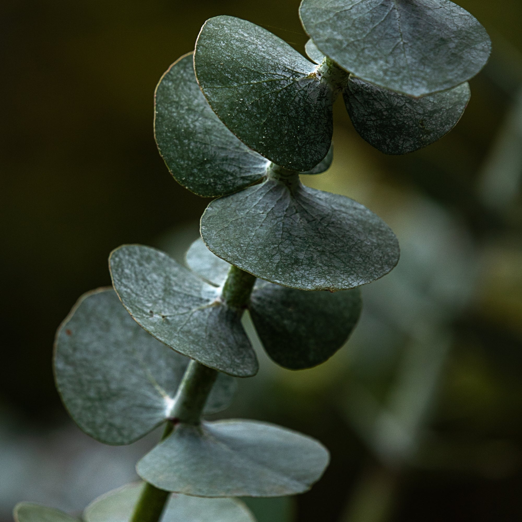 Eucalyptus Oil