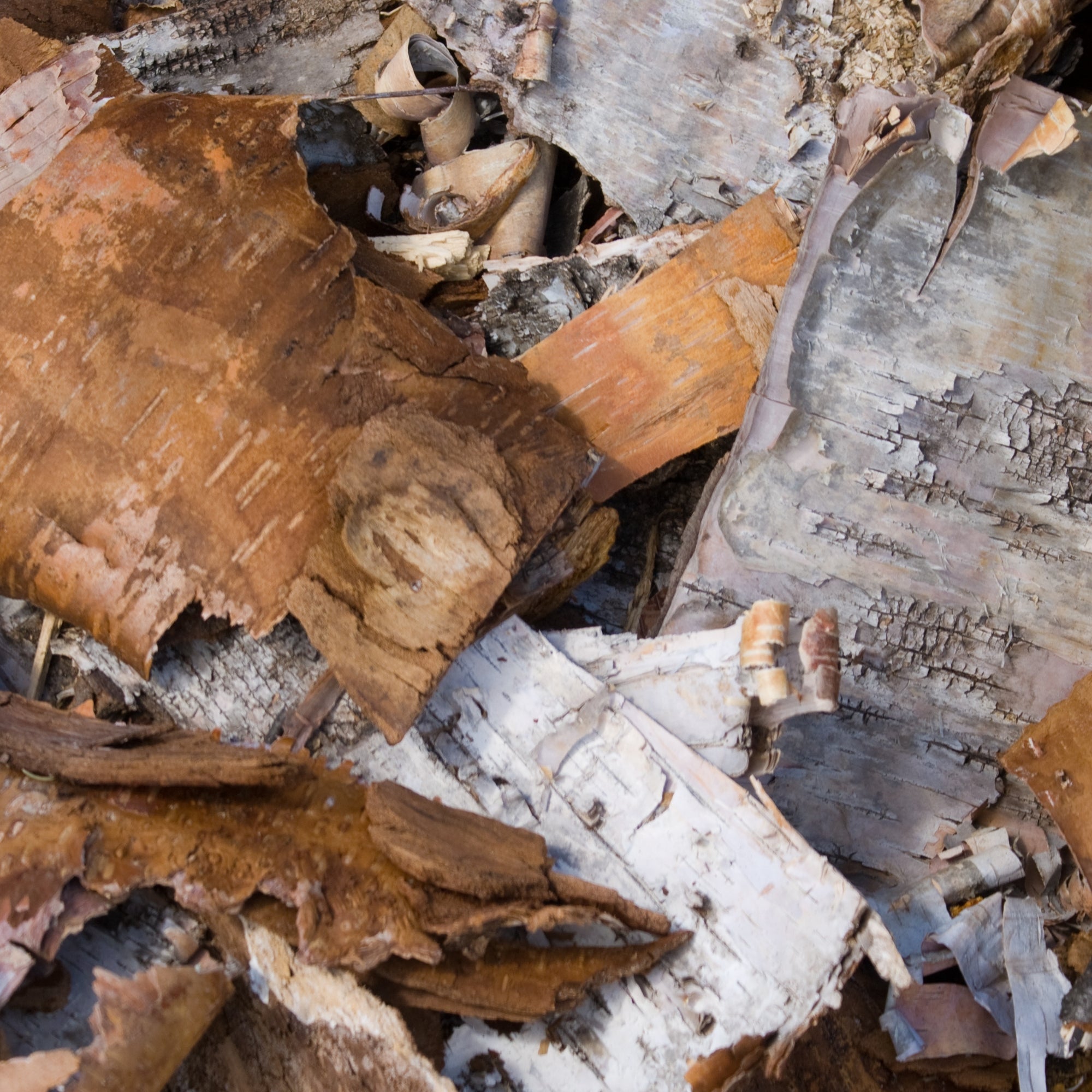 Aspen Bark